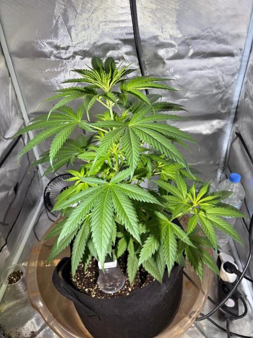 First Grow - Northern Lights. Week 5 - DAY 34
