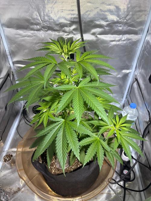 First Grow - Northern Lights. Week 5 - DAY 35