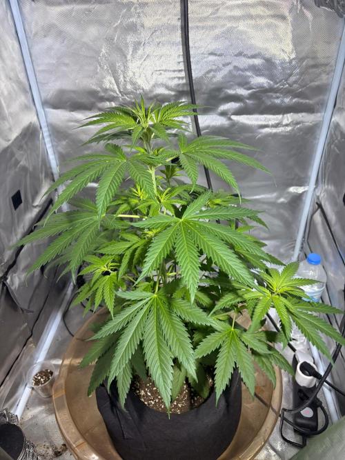 First Grow - Northern Lights. Week 6 - DAY 36