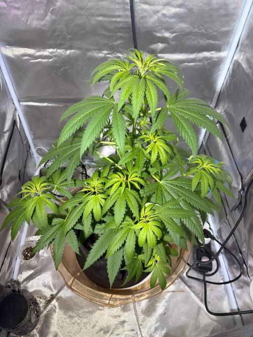 First Grow - Northern Lights. Week 6 - DAY 37