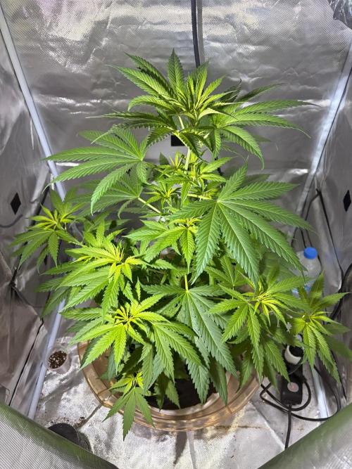 First Grow - Northern Lights. Week 6 - DAY 38