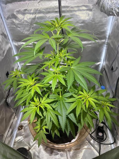 First Grow - Northern Lights. Week 6 - DAY 39