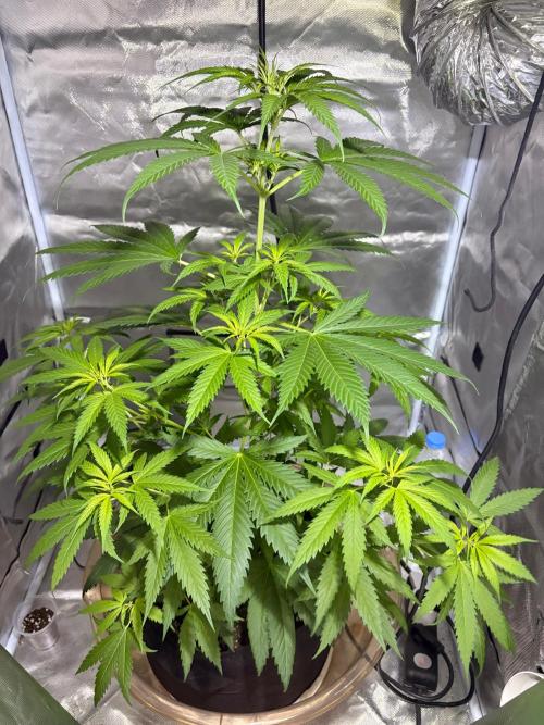 First Grow - Northern Lights. Week 6 - DAY 40