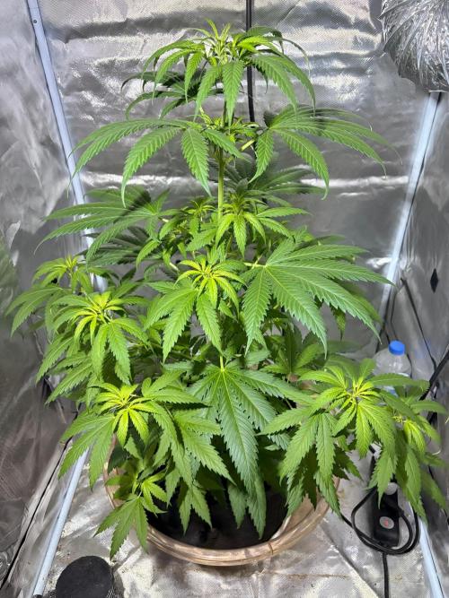 First Grow - Northern Lights. Week 6 - DAY 41