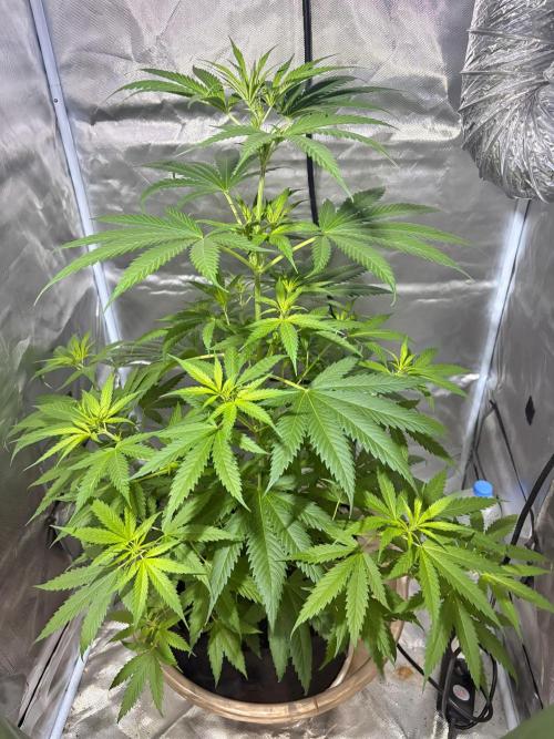 First Grow - Northern Lights. Week 6 - DAY 42