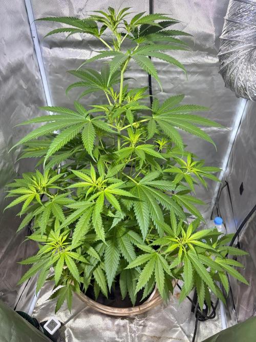First Grow - Northern Lights. Week 7 - DAY 43