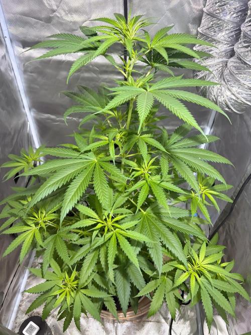 First Grow - Northern Lights. Week 7 - DAY 44