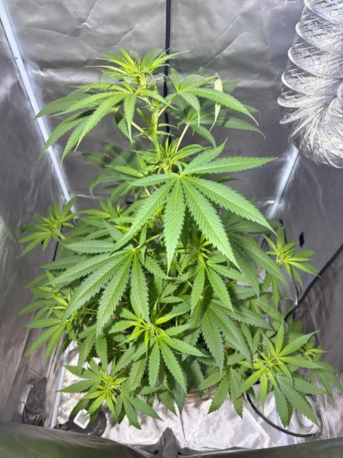 First Grow - Northern Lights. Week 7 - DAY 45