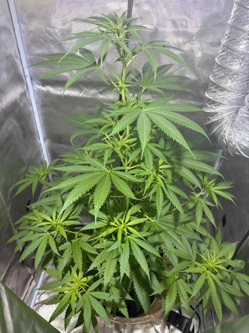 First Grow - Northern Lights. Week 7 - DAY 46
