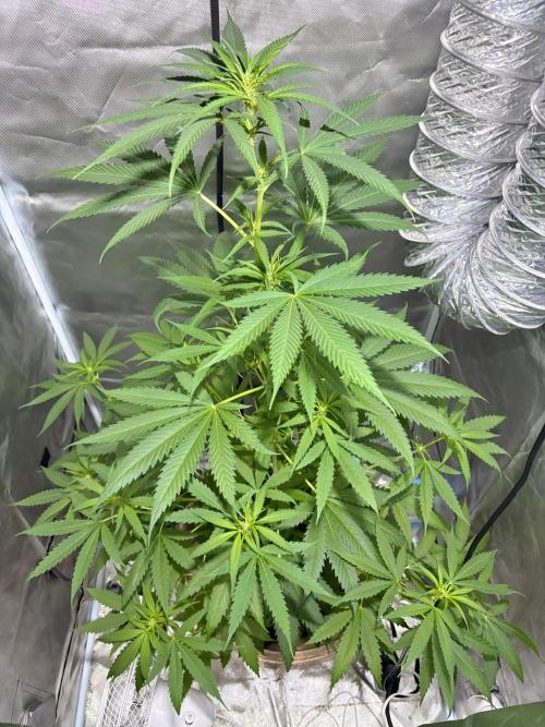 First Grow - Northern Lights. Week 7 - DAY 47