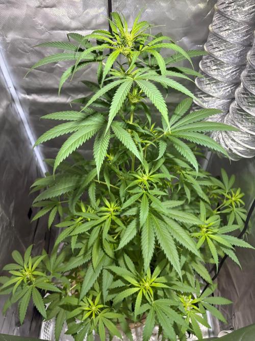 First Grow - Northern Lights. Week 7 - DAY 48