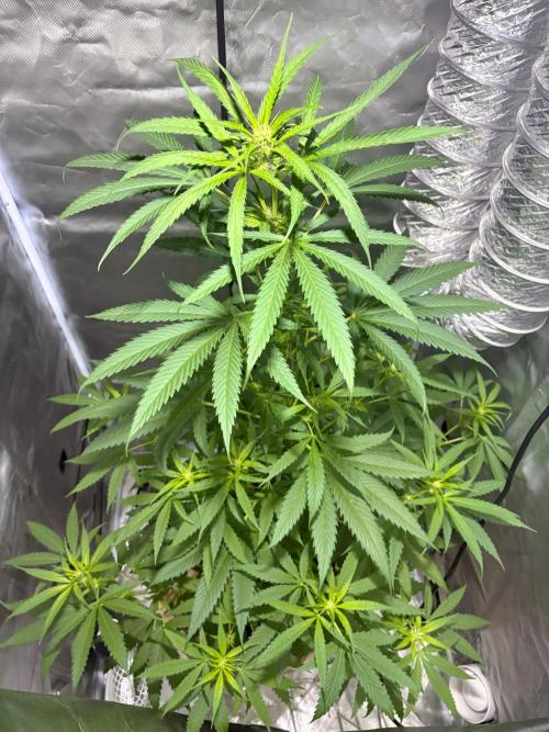 First Grow - Northern Lights. Week 7 - DAY 49