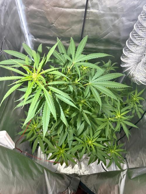 First Grow - Northern Lights. Week 8 - DAY 50