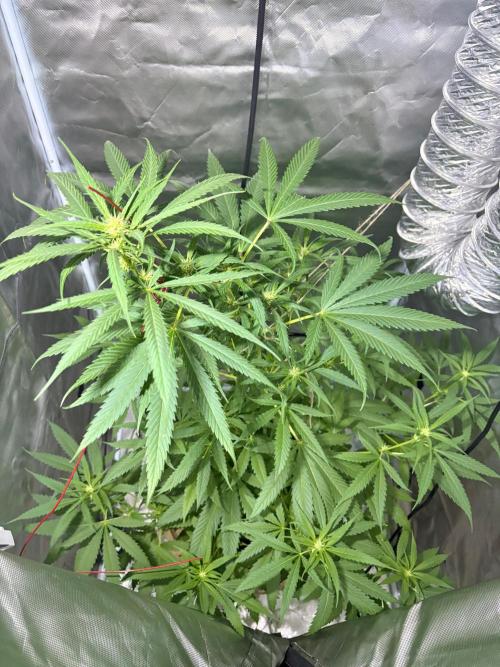 First Grow - Northern Lights. Week 8 - DAY 51