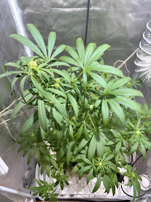 First Grow - Northern Lights. Week 8 - DAY 52