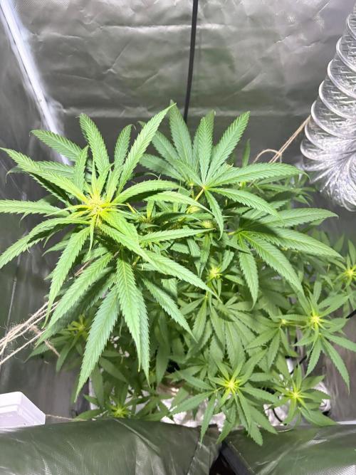First Grow - Northern Lights. Week 8 - DAY 53