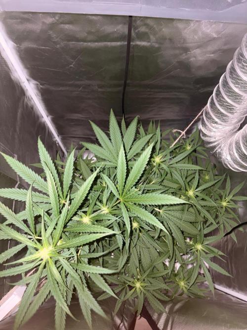 First Grow - Northern Lights. Week 8 - DAY 54