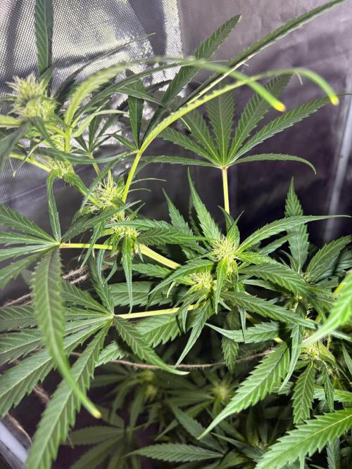 First Grow - Northern Lights. Week 8 - DAY 55