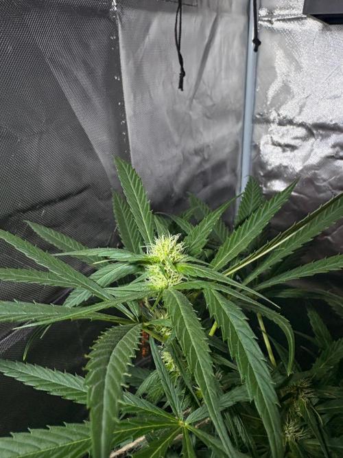First Grow - Northern Lights. Week 8 - DAY 56