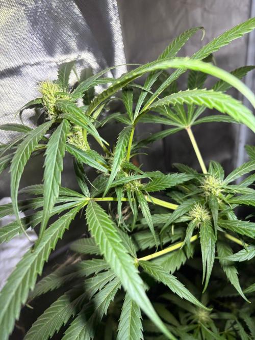 First Grow - Northern Lights. Week 9 - DAY 57