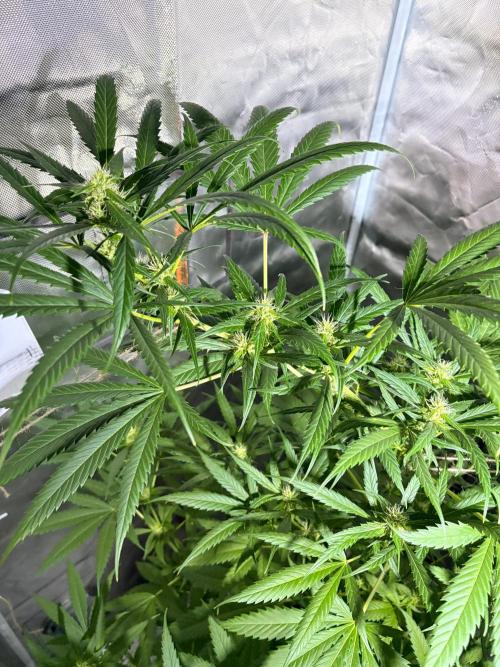 First Grow - Northern Lights. Week 9 - DAY 58
