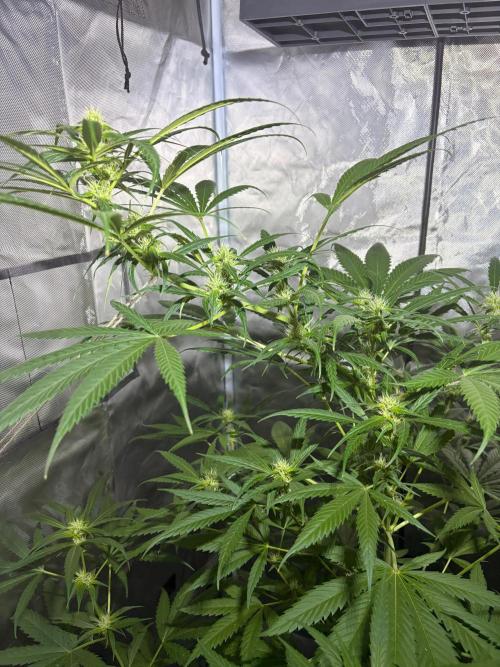 First Grow - Northern Lights. Week 9 - DAY 59