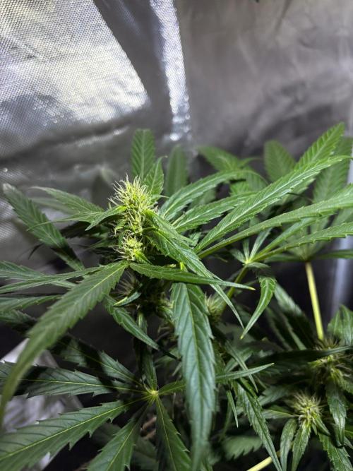 First Grow - Northern Lights. Week 9 - DAY 60