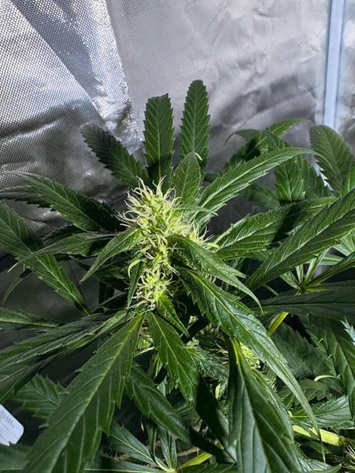 First Grow - Northern Lights. Week 9 - DAY 61
