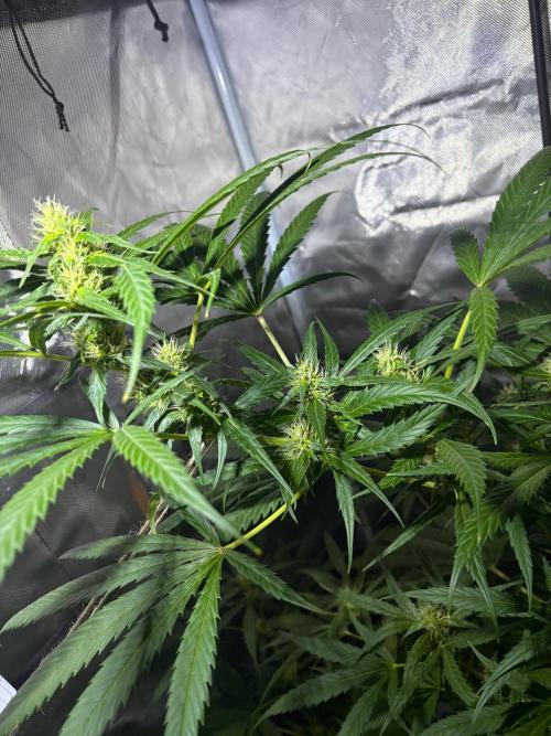 First Grow - Northern Lights. Week 9 - DAY 62