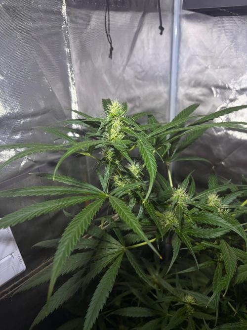 First Grow - Northern Lights. Week 9 - DAY 63