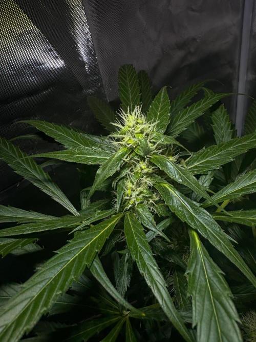 First Grow - Northern Lights. Week 10 - DAY 64