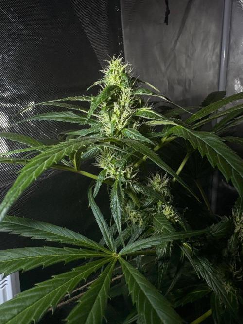 First Grow - Northern Lights. Week 10 - DAY 65