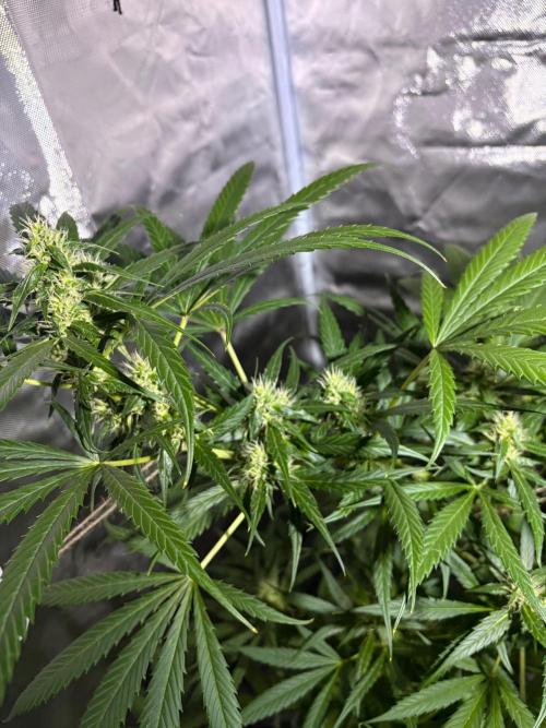 First Grow - Northern Lights. Week 10 - DAY 66