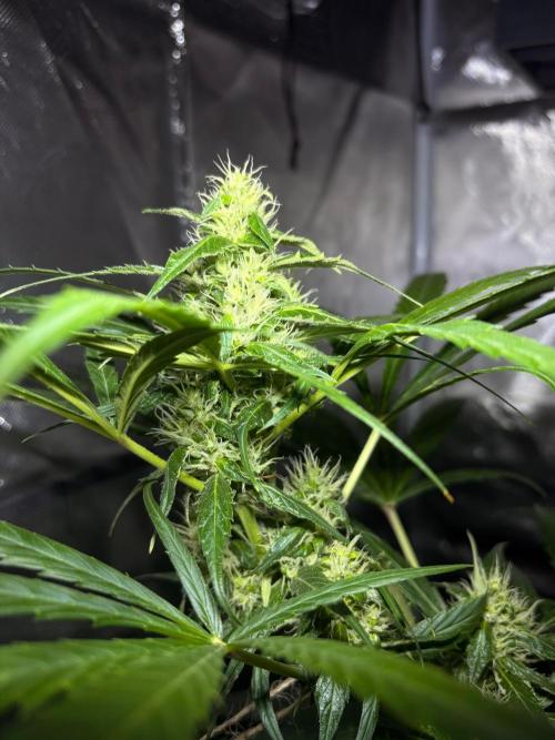 First Grow - Northern Lights. Week 10 - DAY 67