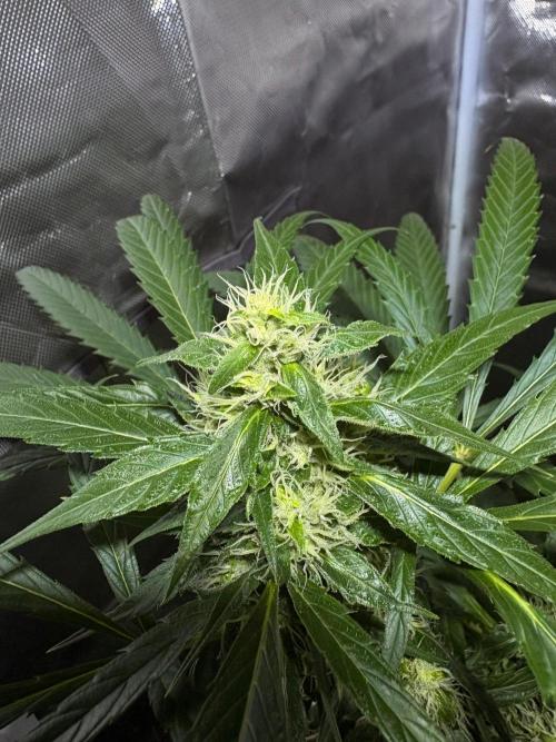 First Grow - Northern Lights. Week 10 - DAY 68