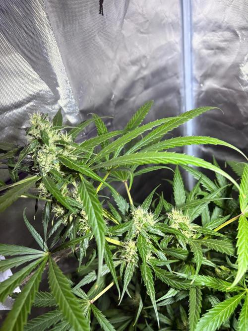 First Grow - Northern Lights. Week 10 - DAY 69