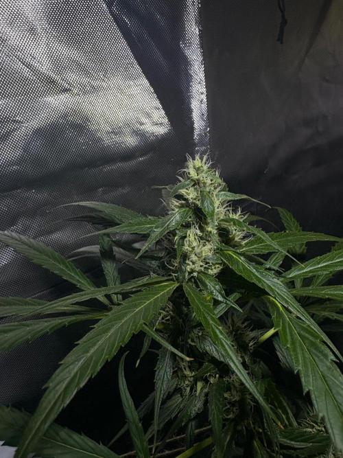 First Grow - Northern Lights. Week 10 - DAY 70