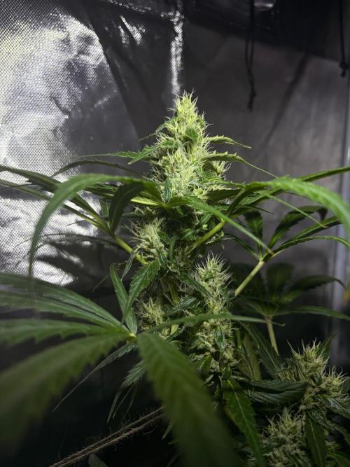 First Grow - Northern Lights. Week 11 - DAY 71