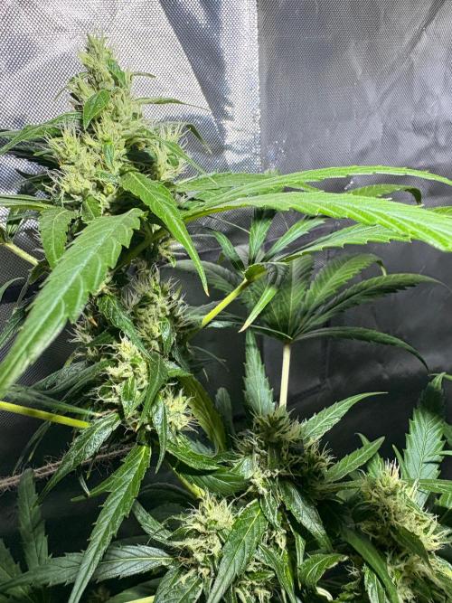 First Grow - Northern Lights. Week 11 - DAY 72