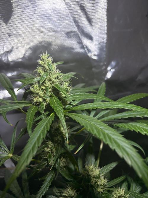 First Grow - Northern Lights. Week 11 - DAY 73
