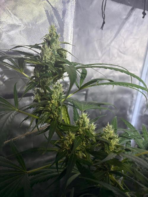 First Grow - Northern Lights. Week 11 - DAY 74