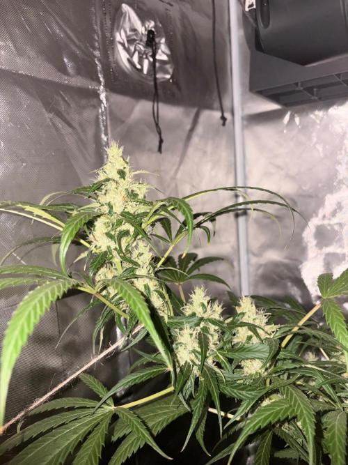 First Grow - Northern Lights. Week 11 - DAY 75