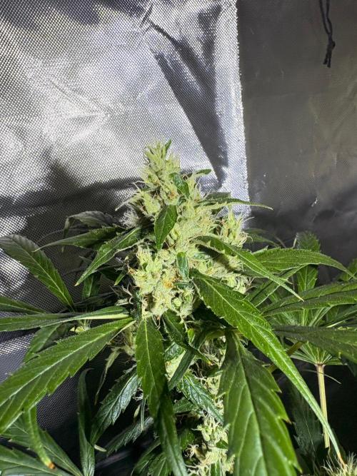First Grow - Northern Lights. Week 11 - DAY 76