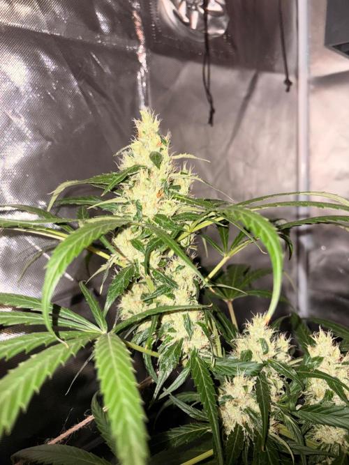 First Grow - Northern Lights. Week 11 - DAY 77