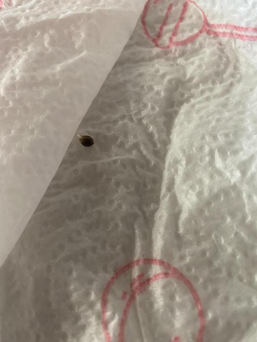 CCG x Green House Seed Co.. Week 0