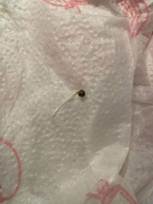 CCG x Green House Seed Co.. Week 0