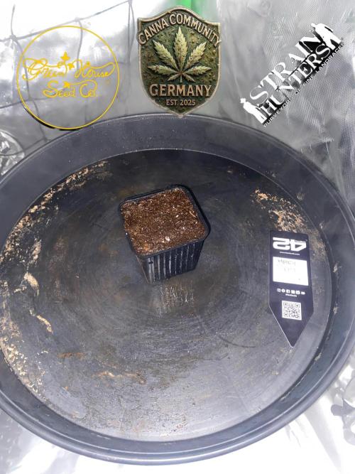 CCG x Green House Seed Co.. Week 0