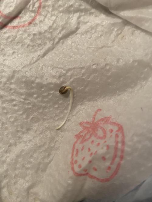 CCG x GreenHouse Seeds. Week 0