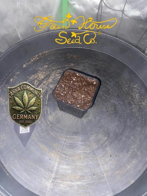 CCG x GreenHouse Seeds. Week 0