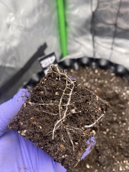 CCG x GreenHouse Seeds. Week 1